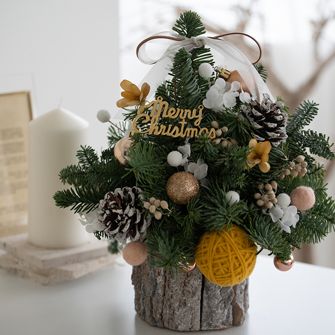 諾貝松聖誕樹 12月限定 乾燥聖誕樹