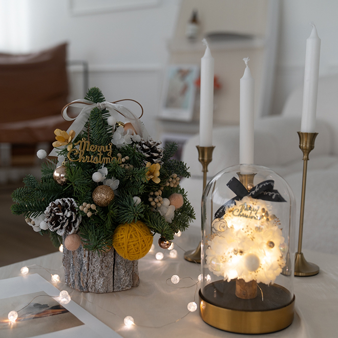 諾貝松聖誕樹 12月限定 乾燥聖誕樹