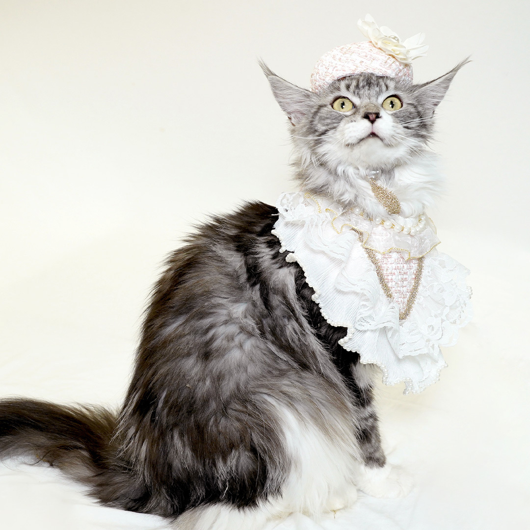 Luxe Chic Cat Collar with hat