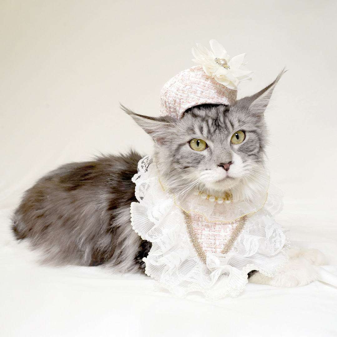 Luxe Chic Cat Collar with hat