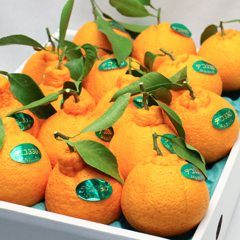 大分 凸頂柑 DEKOPON 3kg/箱 (6-10玉)