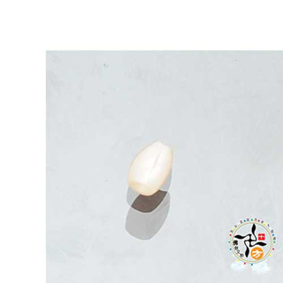 珍珠貝 米粒珠 公分【十方】 122617【十方】122617