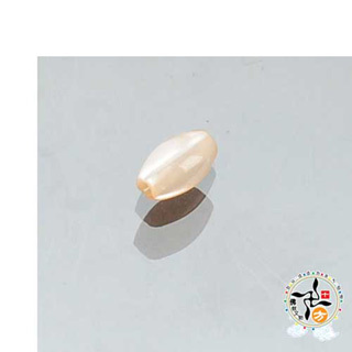 珍珠貝 米粒珠 公分【十方】126451