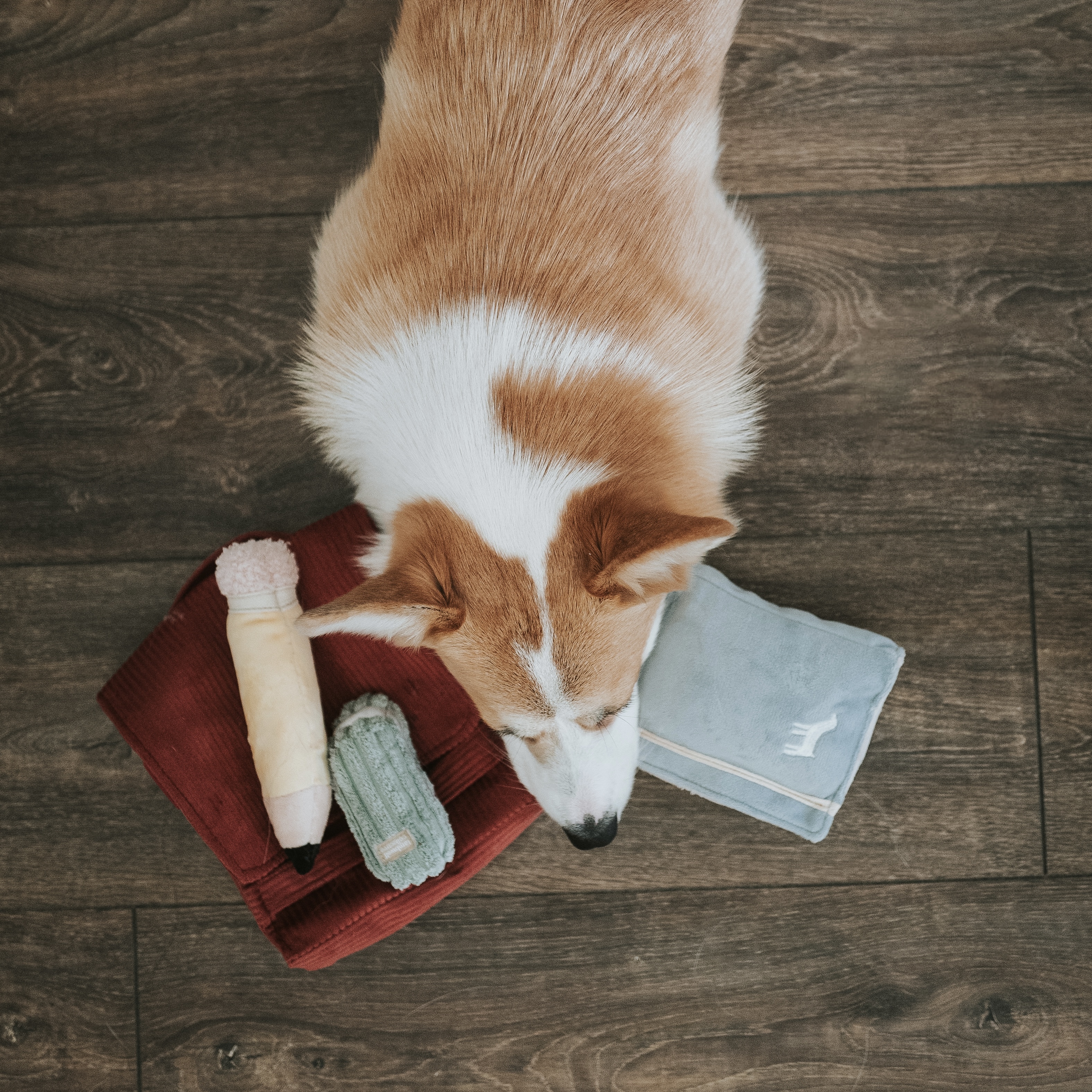 美國Lambwolf｜返校日書包