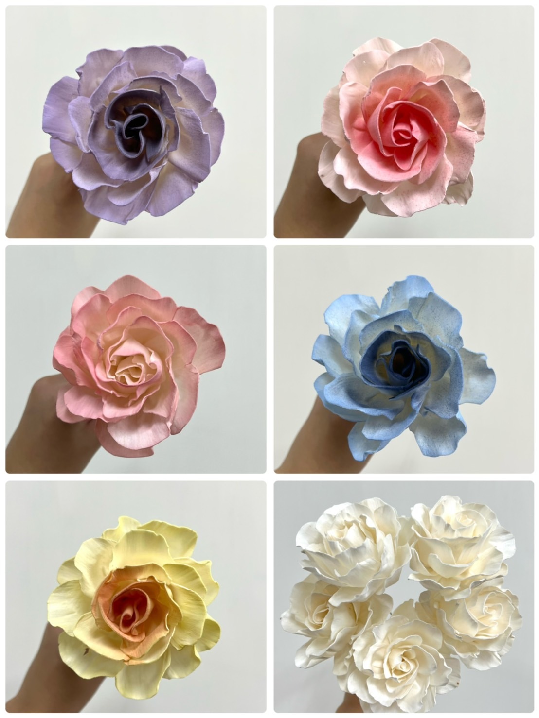 泰國索拉花- 皺葉牡丹8cm <5支一把> (高品質)