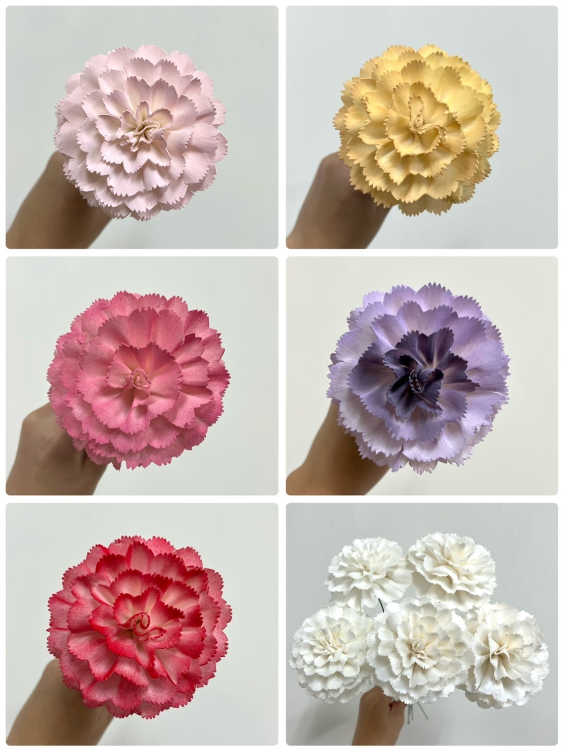 泰國索拉 大花康乃馨 8cm <5支一把> (高品質)