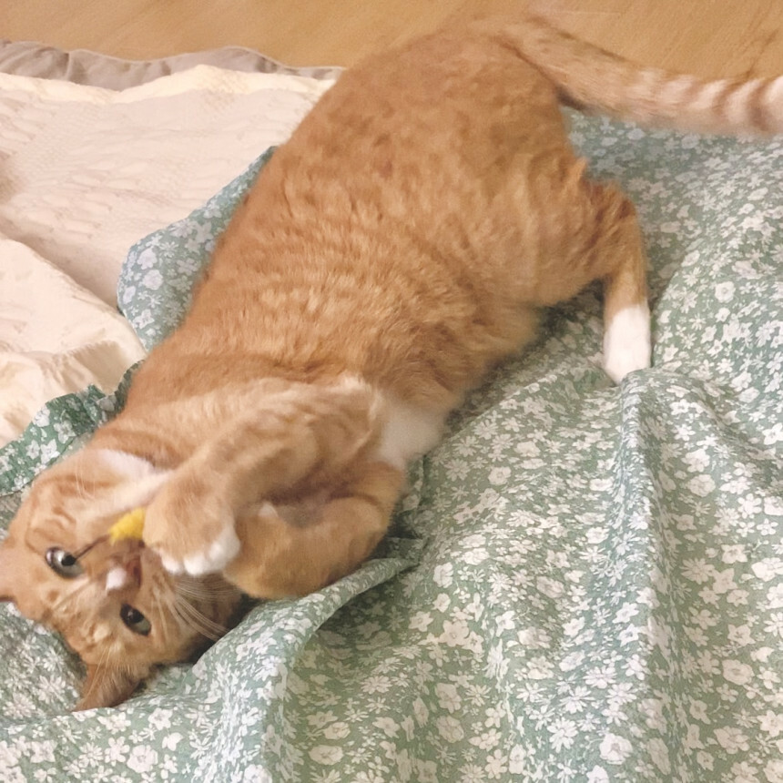 逗貓替換頭｜ 小蝦苗