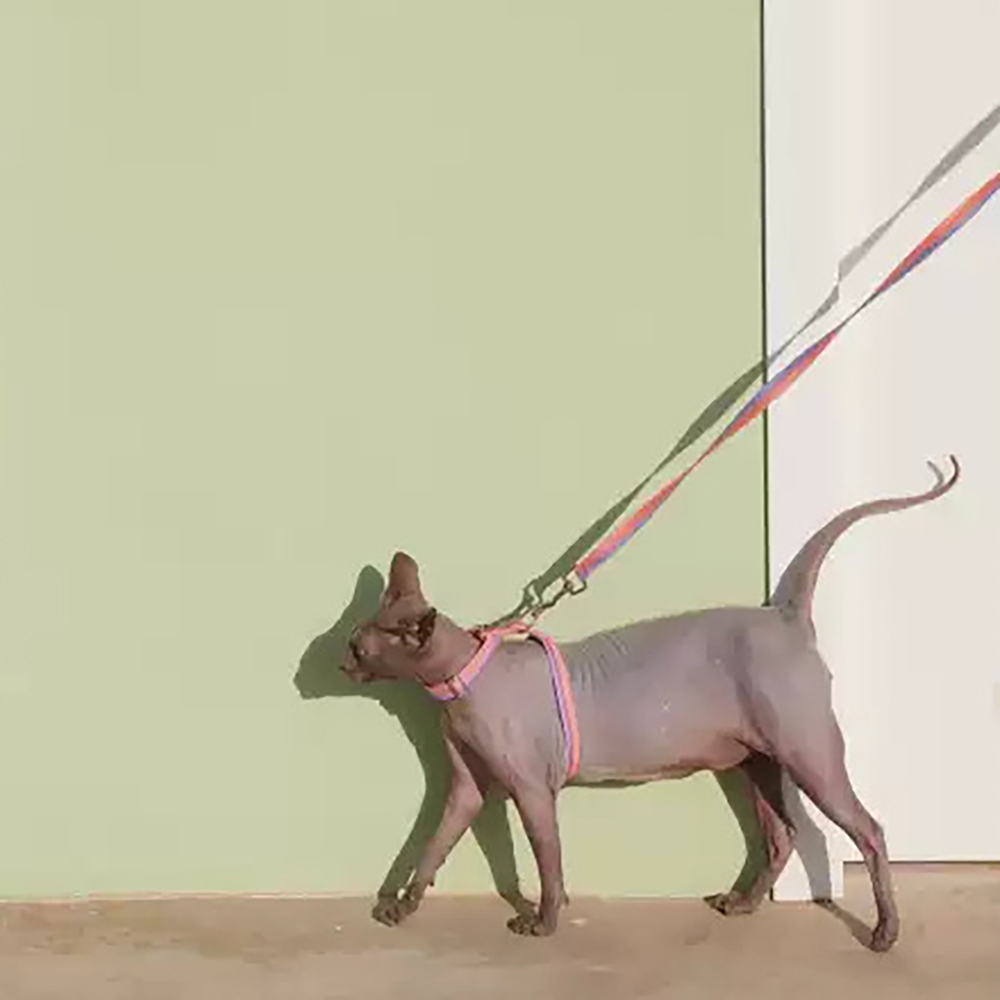 Purrre | 工字型貓咪項圈牽繩套裝