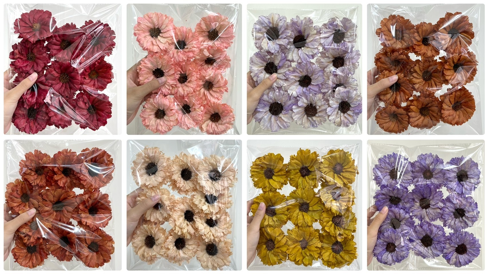 羽葉太陽花10朵裝