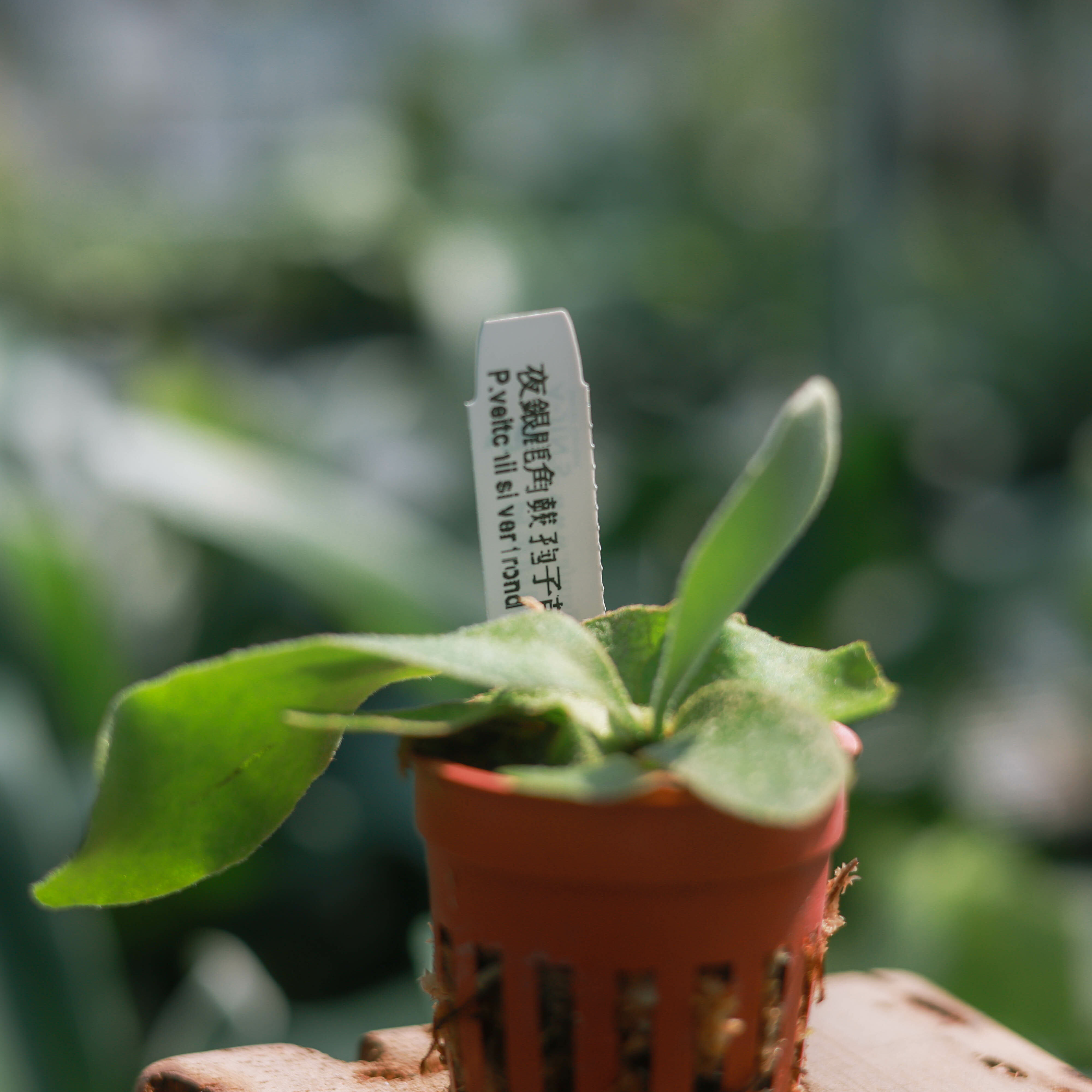 夜銀鹿角蕨孢子苗1.7吋盆蕨類植物鹿角蕨上板觀葉植物