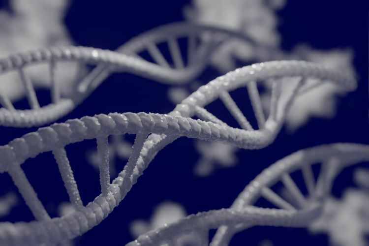 DNA損傷與細胞老化