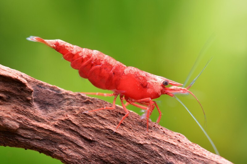 極火蝦(1組20隻)