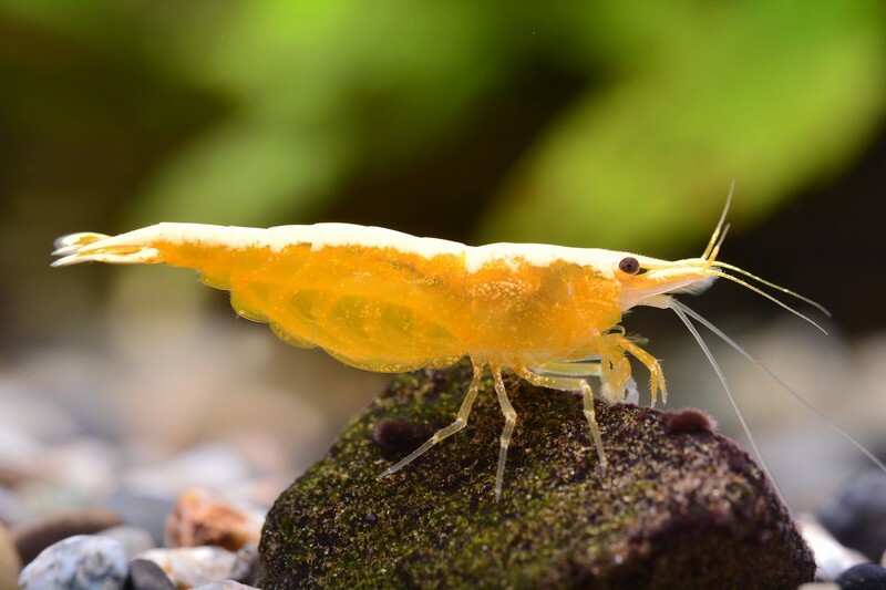 金背黃金米蝦(1組10隻)