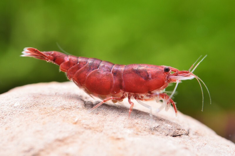 血腥瑪麗(1組5隻)