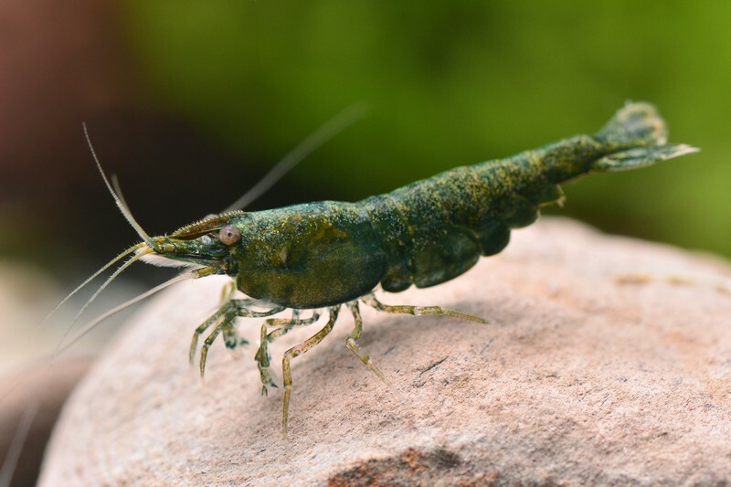 綠翡翠(1組10隻)