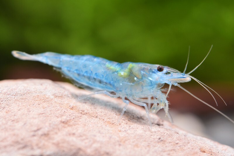 果凍藍(1組10隻)