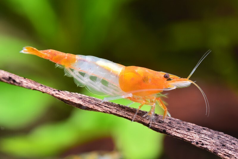 橘琉璃(1組10隻)