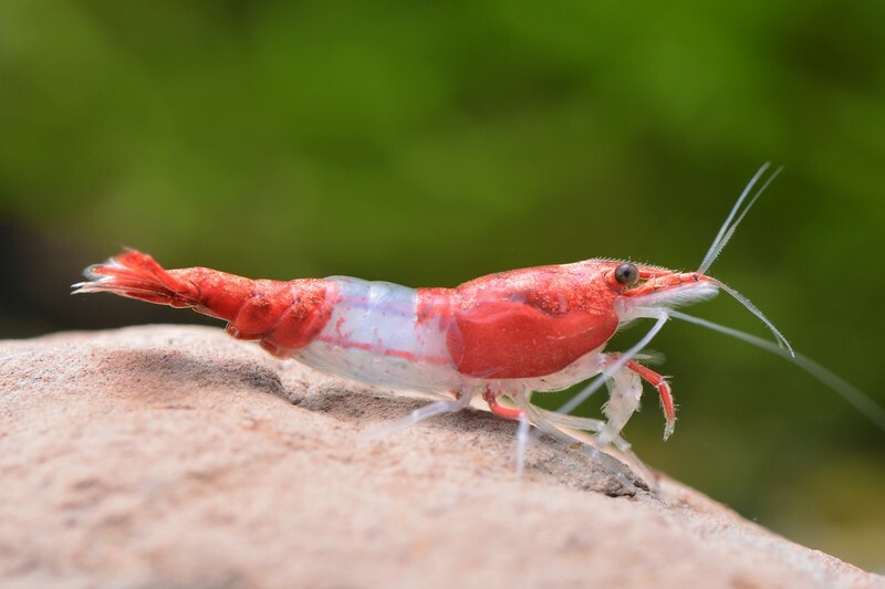 紅琉璃蝦(1組10隻)