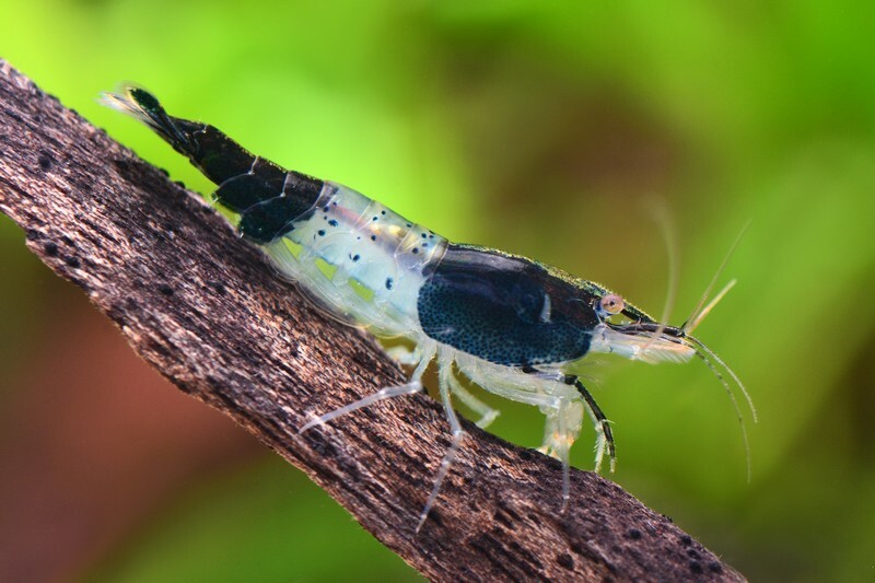 黑琉璃(1組10隻)