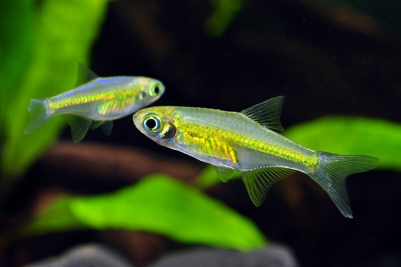 藍色霓虹(1組10隻)