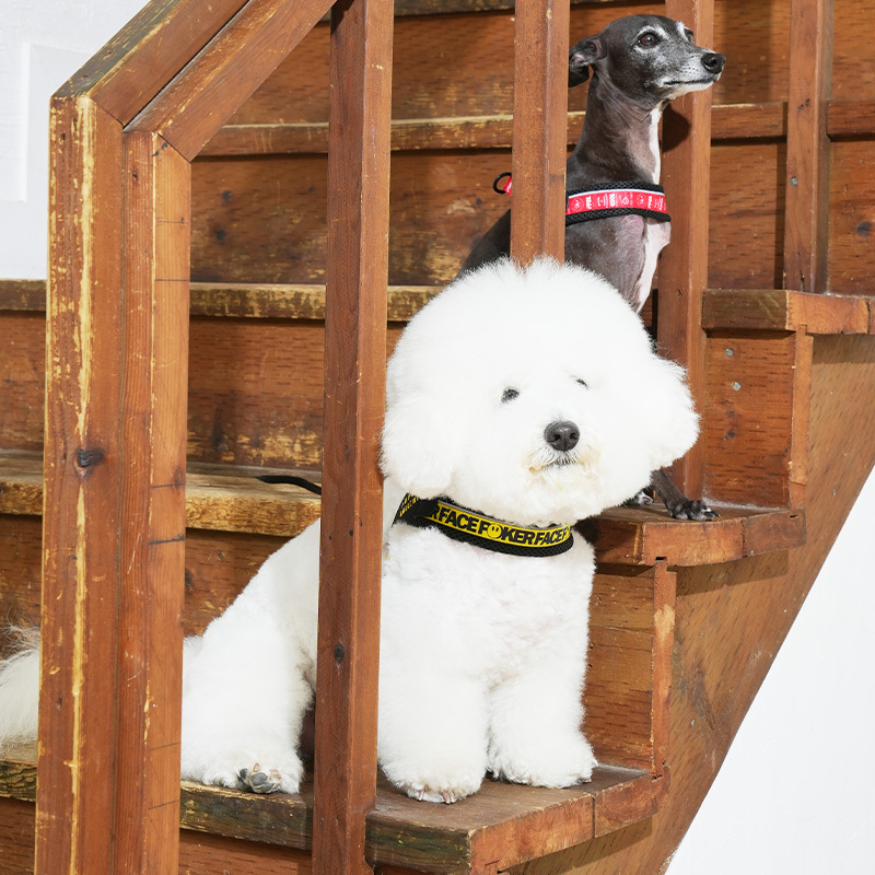 puppygallery｜V型好穿脫胸背（撲克臉）