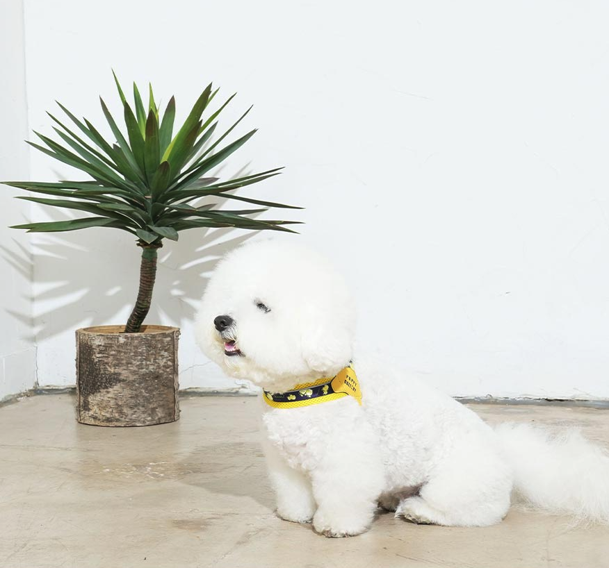 puppygallery｜V型好穿脫胸背（亞特蘭大）