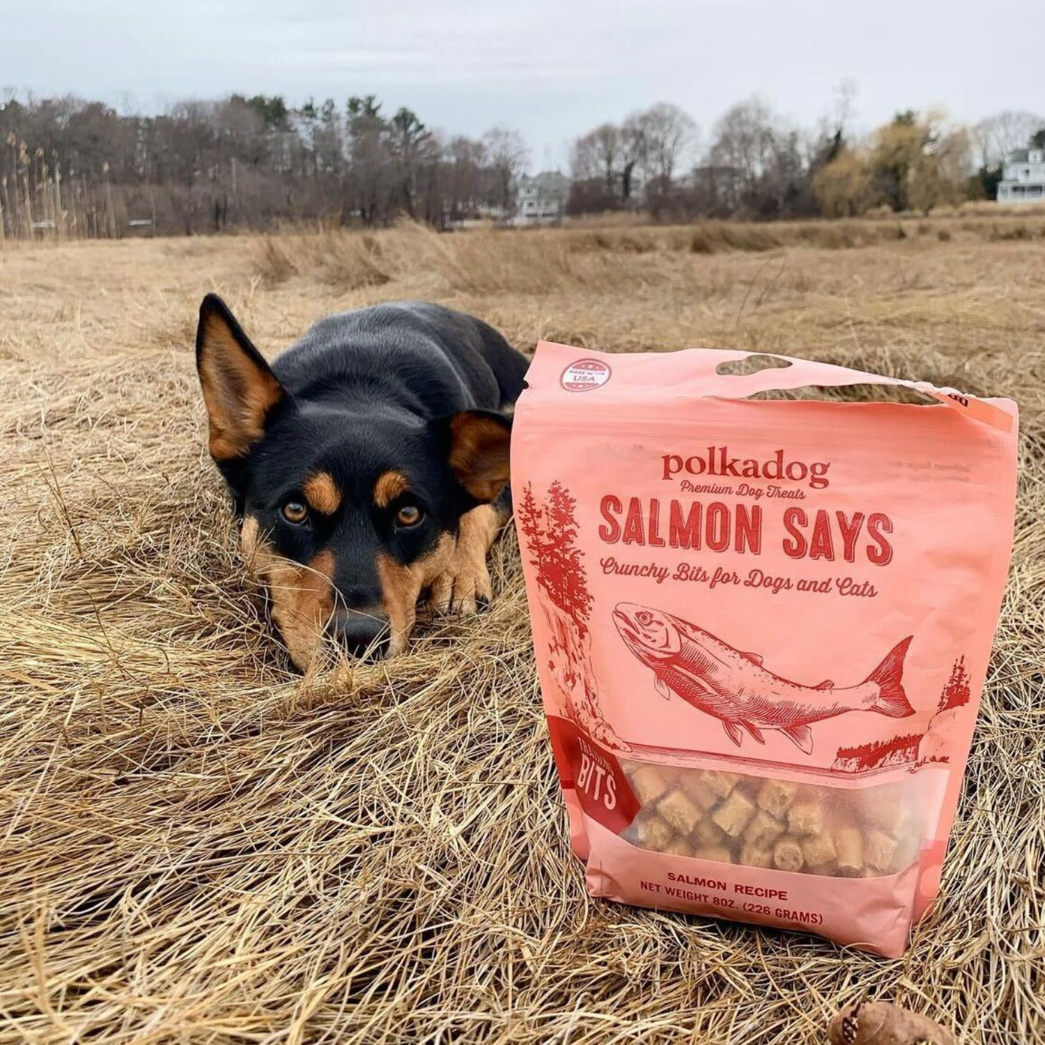 美國Polkadog｜咔滋小鮭丁（犬貓皆宜）