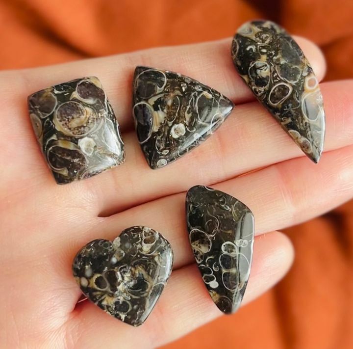 [原石]  黑珊瑚化石