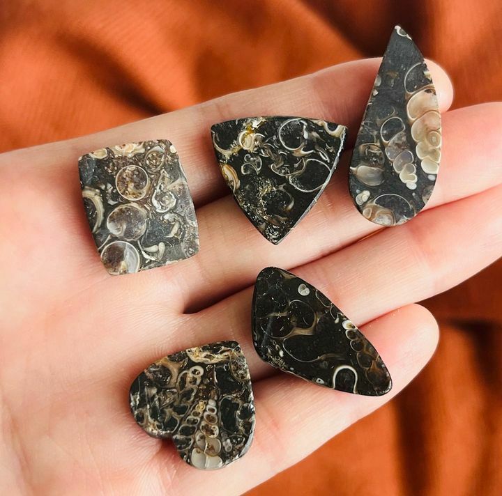 [原石]  黑珊瑚化石