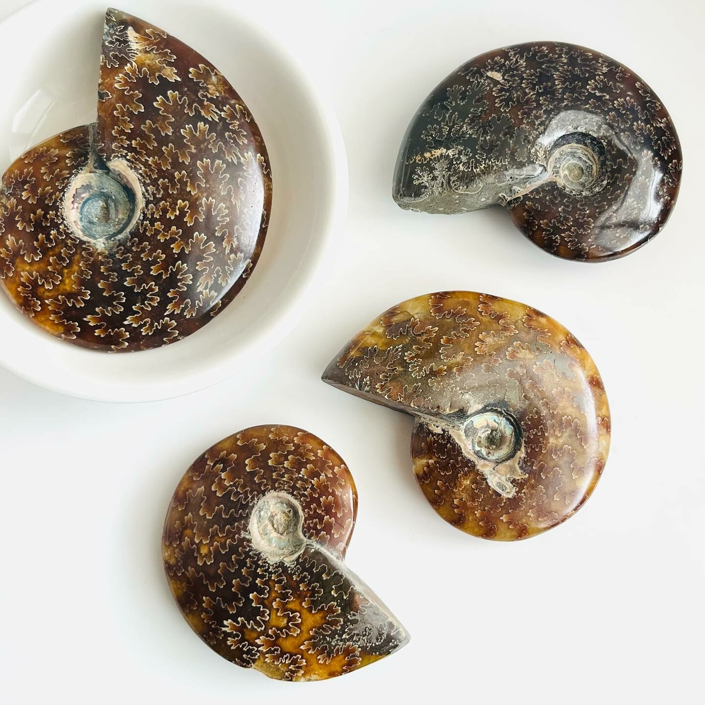 [原石] 斑彩螺化石 風水石