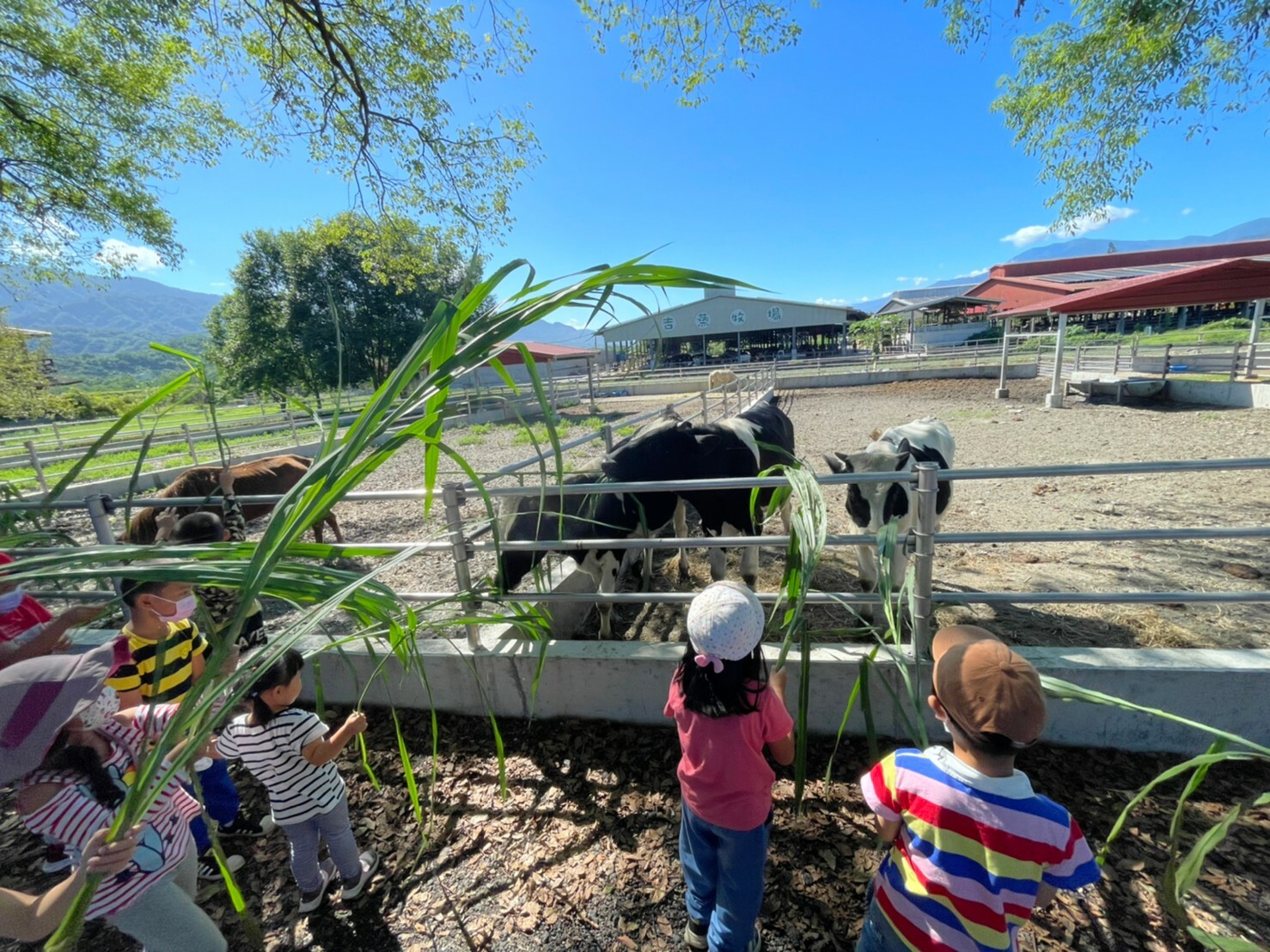 幼稚園小朋友到牧場體驗餵牛