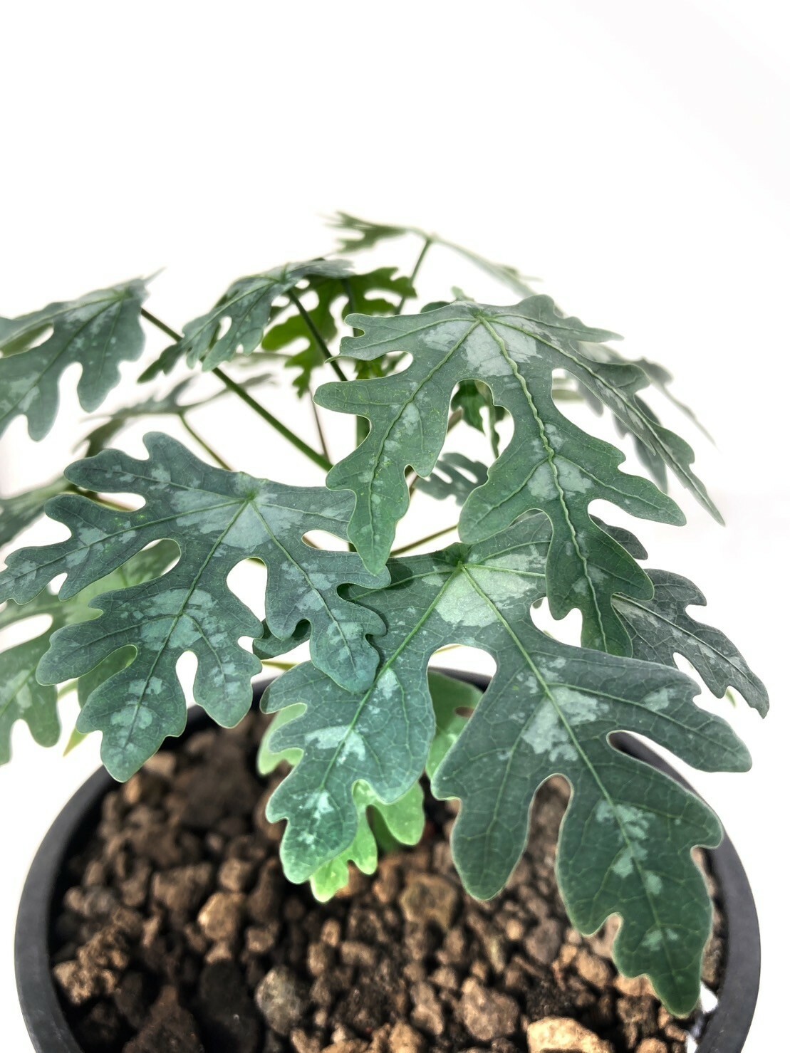 花蓮苗蓮根 花蓮苗蓮根