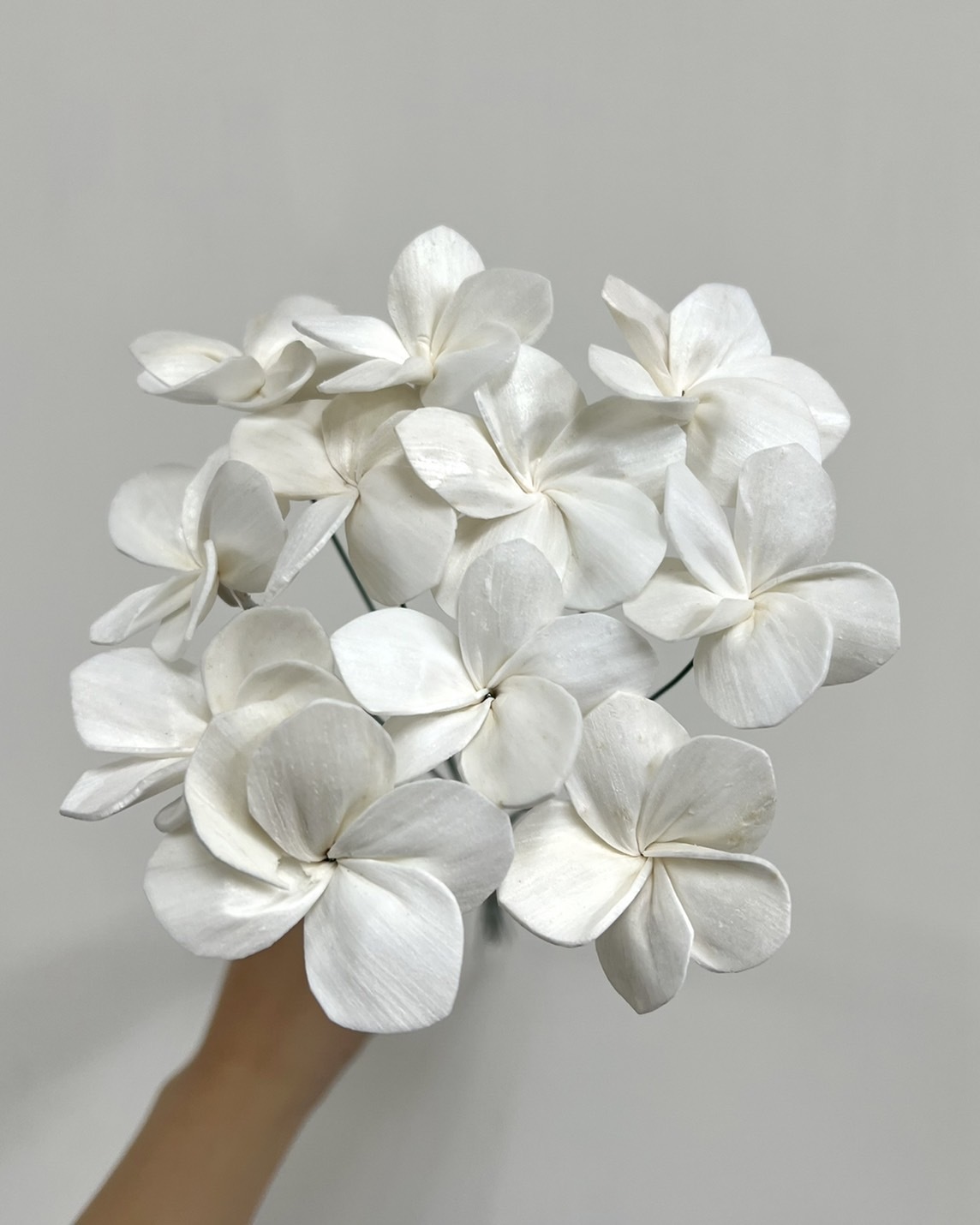 泰國索拉 雞蛋花 4CM <十支一把> (高品質)