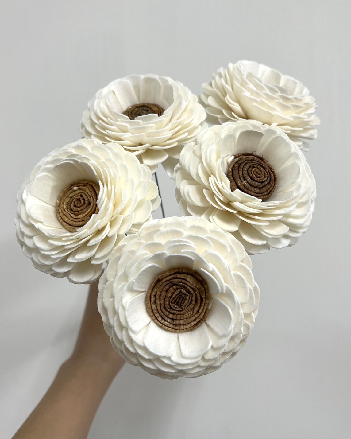 泰國索拉花-陸蓮 8cm <5支一把> (高品質)