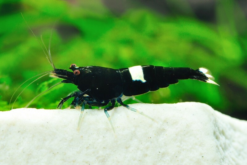 黑金剛蝦(1組10隻)