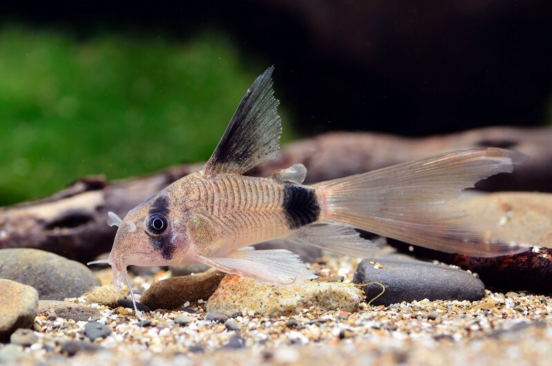 大帆熊貓鼠(1組10隻)