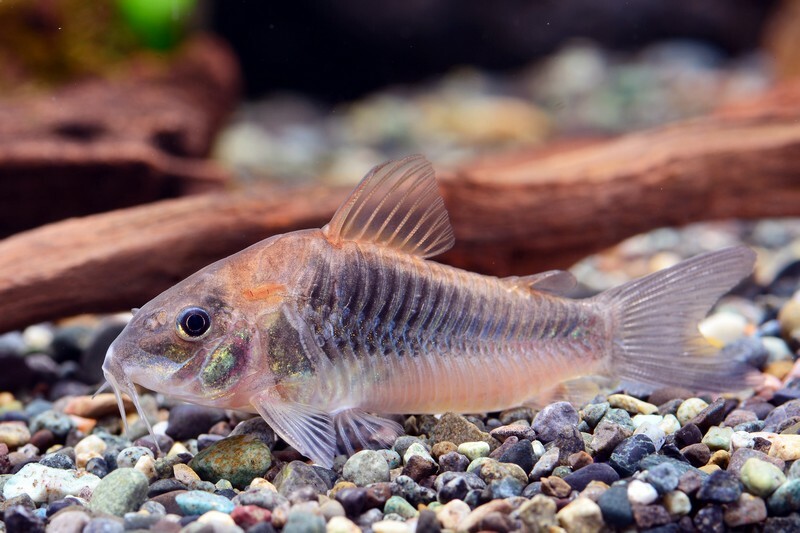 委內瑞拉青鼠(紅頭咖啡鼠)