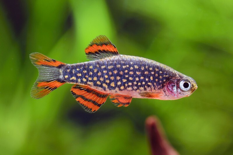 火翅金鑽(1組10隻)