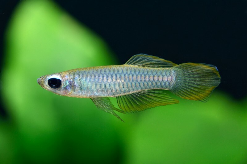 藍眼燈(1組10隻)