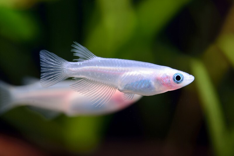 ⭐日本進口⭐ 銀河稻田魚(對魚)
