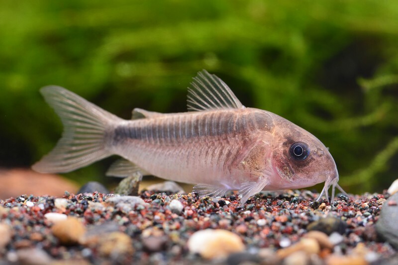 紅黑帶鼠(預購)