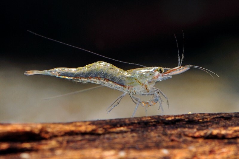 短鼻槍蝦(1組10隻)