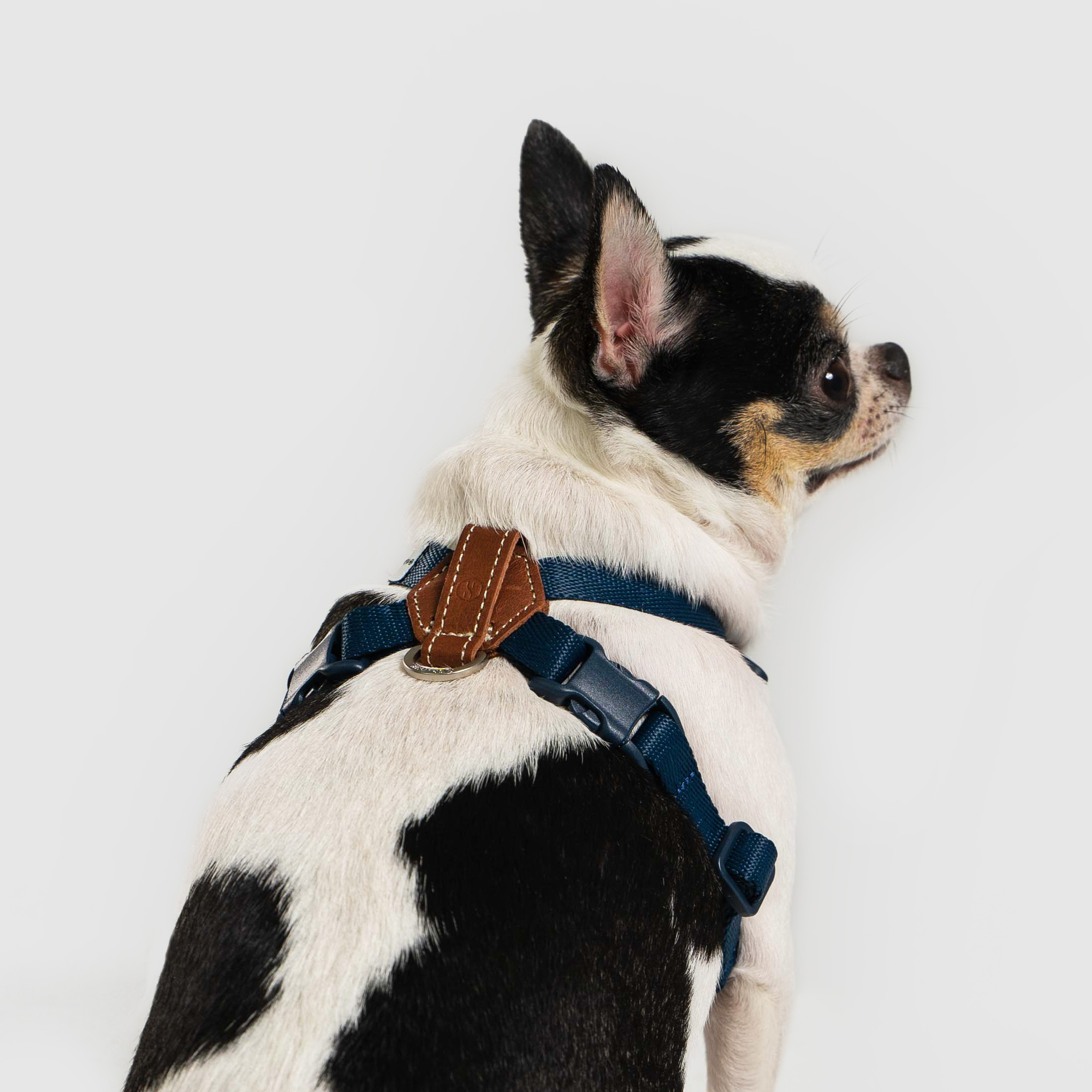 Explore︱胸背帶 - 藍