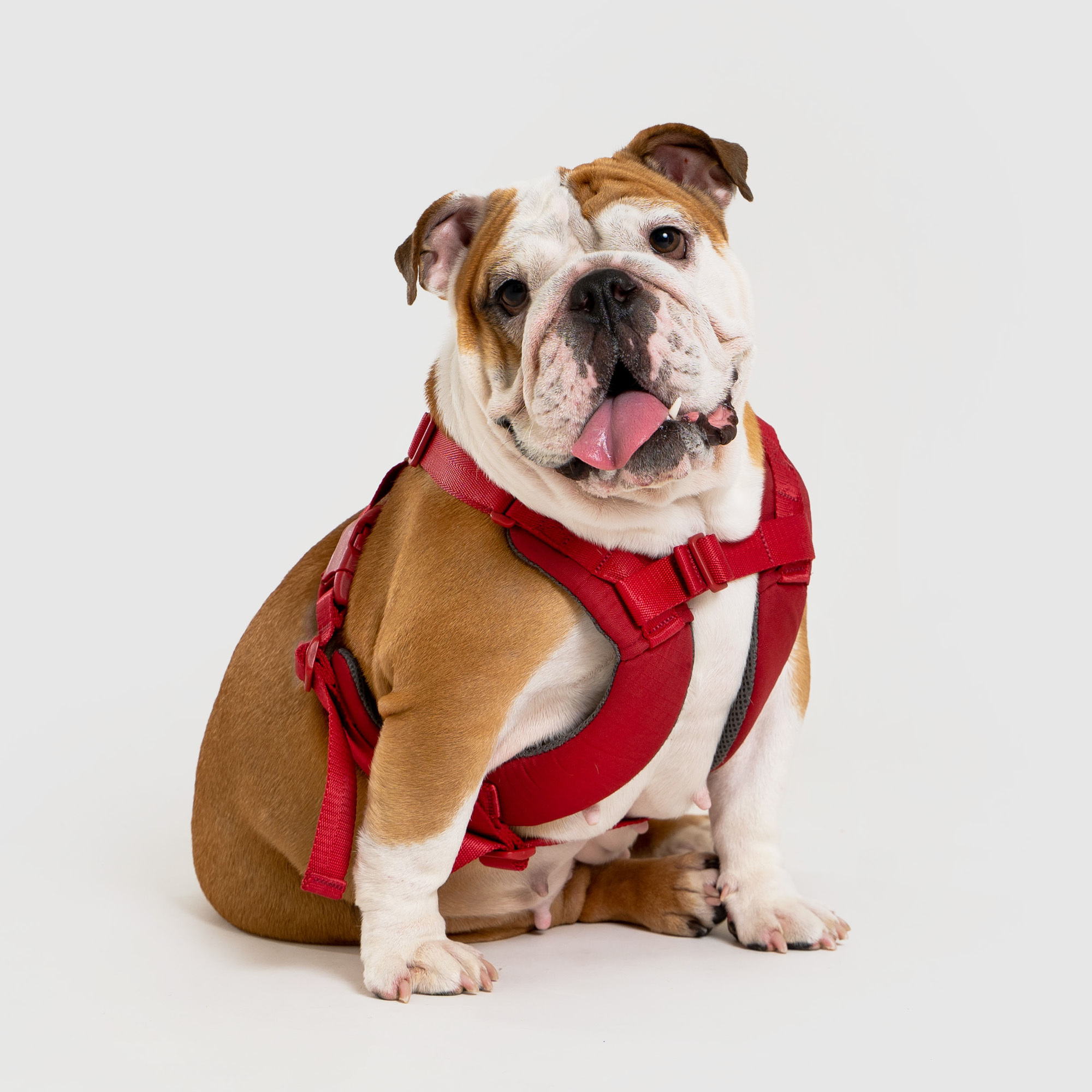 Explore︱胸背帶 - 紅