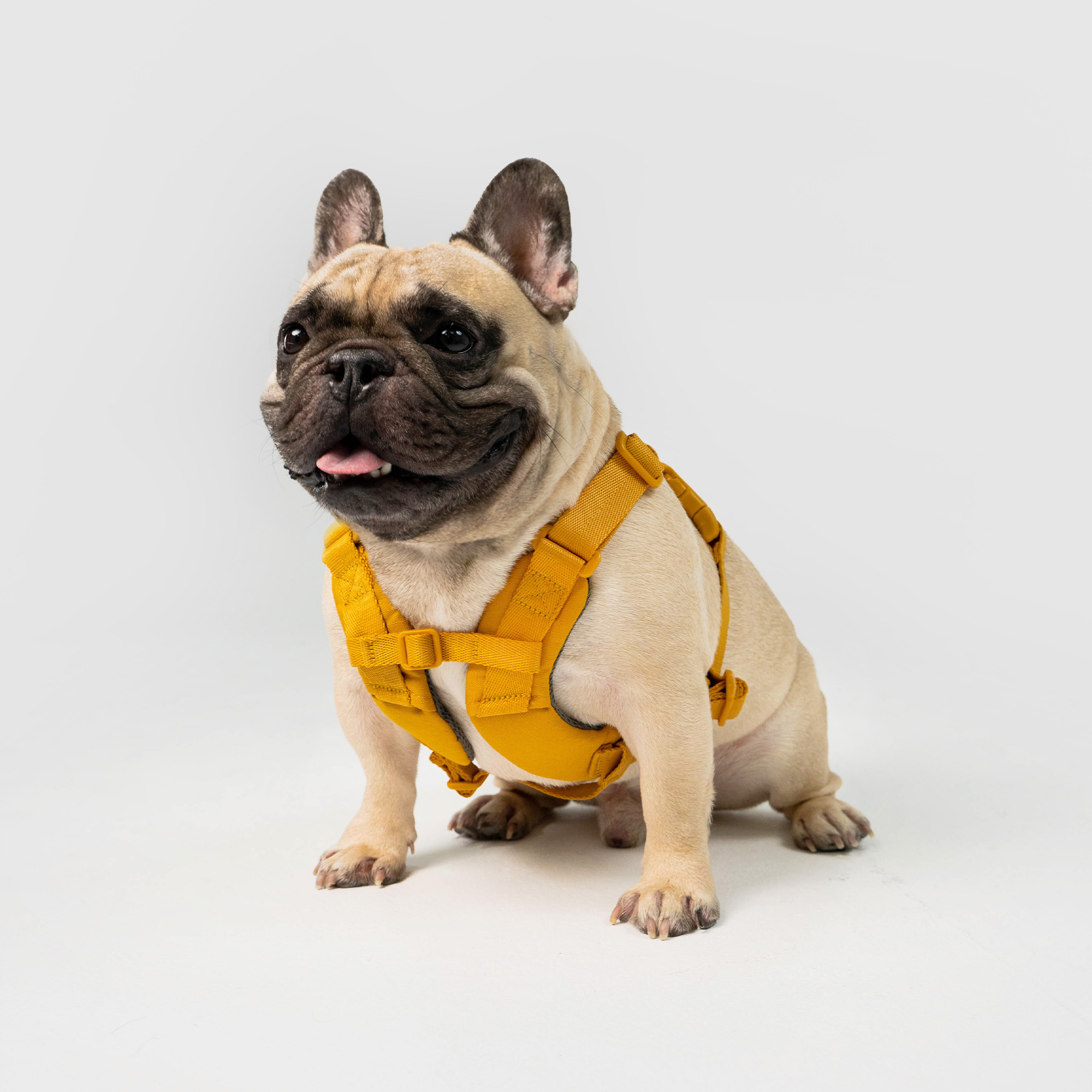 Explore︱胸背帶 - 黃