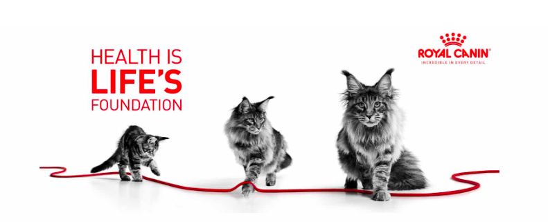 Royal Canin - 初生貓營養奶粉 300G