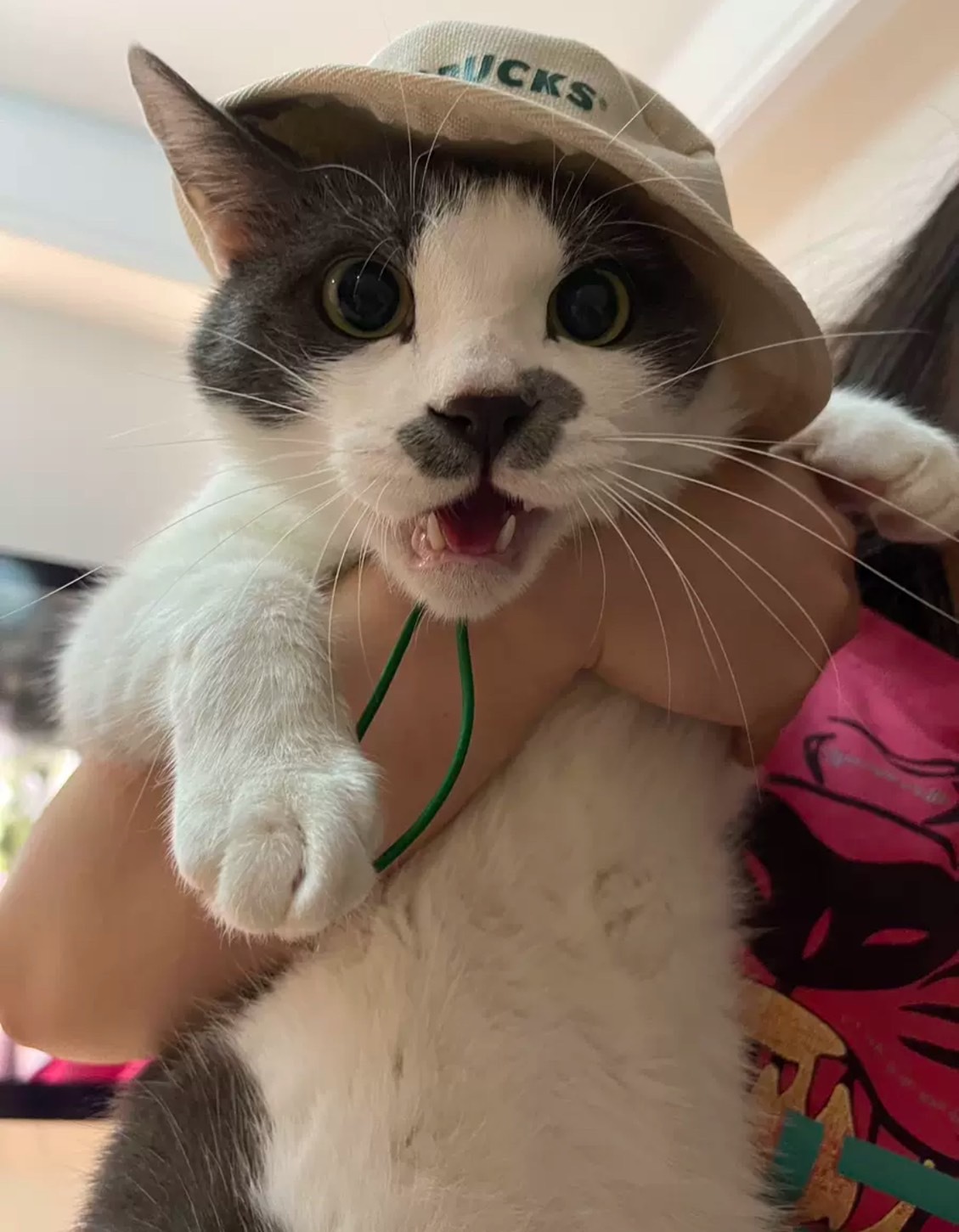 <快速出貨> 星巴克Starbucks  寵物外出包 兩款