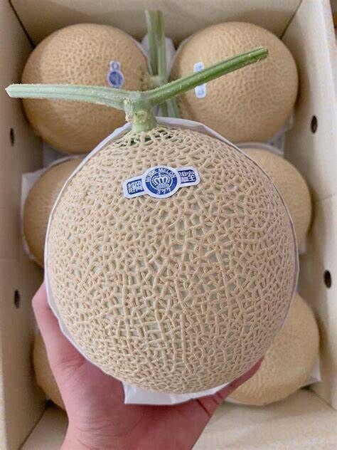 靜岡縣皇冠蜜瓜 白印 6玉