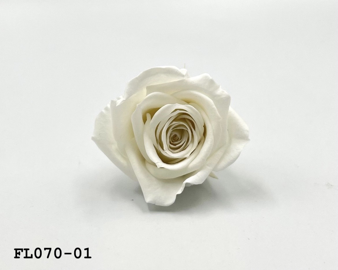 日本不凋中輪玫瑰(8朵) FL070-01