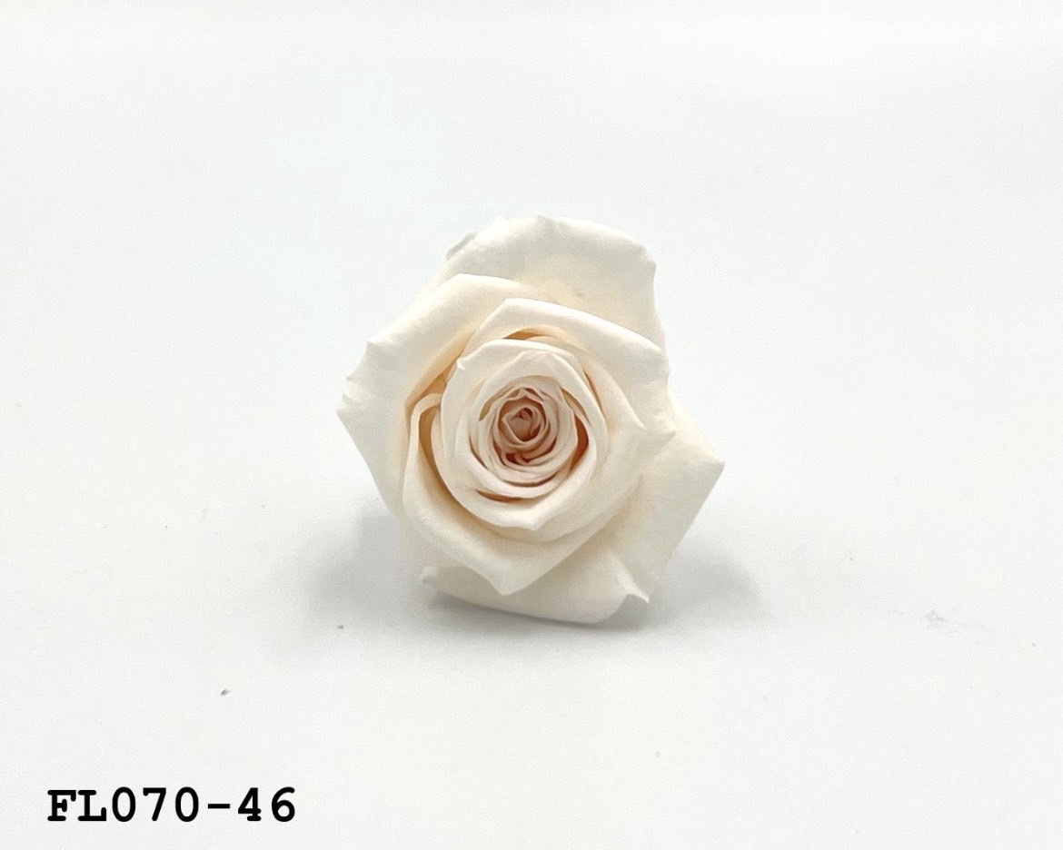 日本不凋中輪玫瑰(8朵) FL070-46